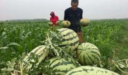 临海吃瓜群众新闻,吃瓜群众聚焦最新新闻事件