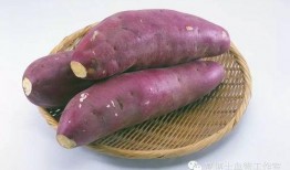 梦见吃地瓜囊瓜,地瓜囊瓜的奇幻之旅