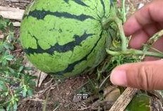 抖音江爽吃瓜,揭秘娱乐圈幕后真相