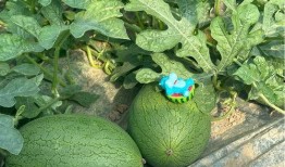 最新吃瓜基地,娱乐圈风云再起，明星幕后故事大曝光