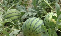 潍坊临朐吃瓜事件,一场网络热议背后的真相揭秘