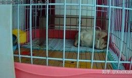 小猪崽子吃瓜,小猪崽子欢乐吃瓜记