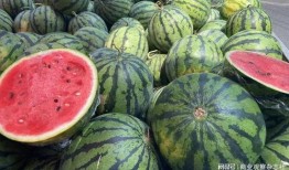 大掉瓜怎么吃,大掉瓜的多样食用攻略