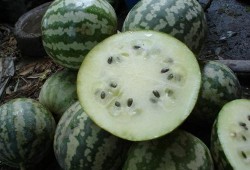 胃溃疡可以吃绿宝瓜吗,胃溃疡患者适宜食用绿宝瓜的饮食建议