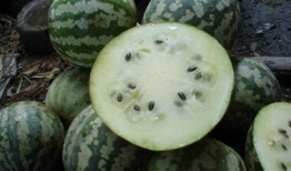 胃溃疡可以吃绿宝瓜吗,胃溃疡患者适宜食用绿宝瓜的饮食建议