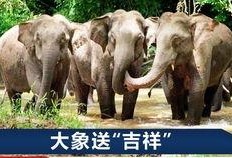 大象偷瓜吃,一场趣味横生的森林冒险