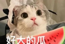 娱乐吃瓜君猫咪摇头,揭秘吃瓜君的萌态瞬间