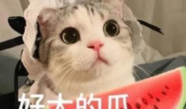 娱乐吃瓜君猫咪摇头,揭秘吃瓜君的萌态瞬间