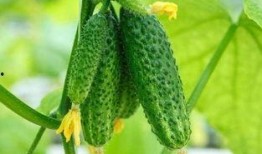 河北吃的什么瓜,河北特色瓜果美食之旅