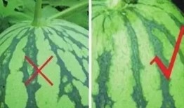 花瓣公司吃瓜,揭秘吃瓜背后的职场风云