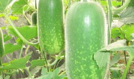 ulca吃瓜,揭秘娱乐圈的甜蜜与苦涩