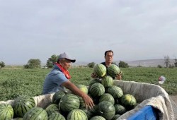 吃瓜经贸,揭秘瓜类产业的经济奇迹