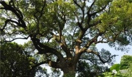 吃树瓜山歌,探寻民间音乐的绿色宝藏