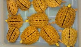 吃瓜盲盒市场,潮流与争议并存