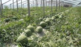 潍坊临朐吃瓜事件,一场网络热议背后的真相揭秘