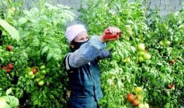 伊犁的吃瓜事件,一场引发热议的民间美食狂欢