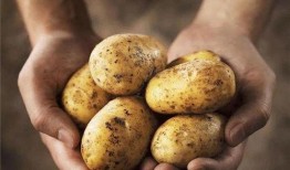 吃瓜大队土豆大队,两大美食势力巅峰对决