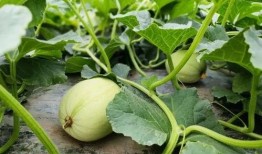 康县女子吃瓜事件,一场网络热议背后的真相与反思