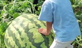 康县女子吃瓜事件,一场网络热议背后的真相与反思
