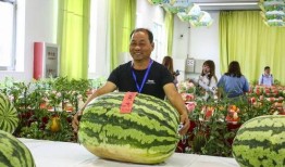 大兴吃瓜比赛,一场舌尖上的狂欢盛宴