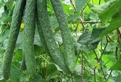 家种高瓜怎么吃,解锁家常种植高瓜的多样美味