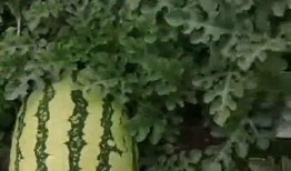 最新吃瓜基地,娱乐圈风云再起，明星幕后故事大曝光