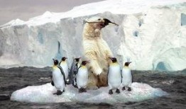 吃瓜小熊企鹅,吃瓜小熊企鹅的趣味生活揭秘