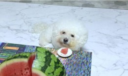 萌宠吃瓜菌,揭秘宠物界的趣味生活