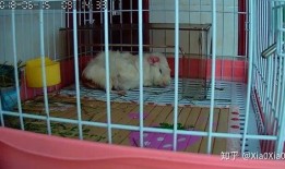 小猪崽子吃瓜,小猪崽子欢乐吃瓜记