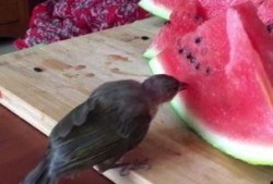 小鸟会吃瓜,揭秘自然界的奇妙食趣