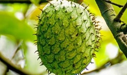 厦门刺角瓜怎么吃,厦门刺角瓜的多样食法探索