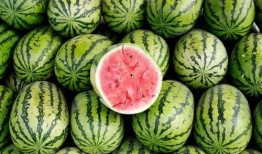 西瓜今天吃瓜了吗,吃瓜了吗？揭秘瓜界新鲜事