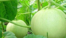 适合冬季吃的瓜,甜蜜满园——冬季适宜食用的瓜类盘点