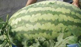 大兴吃瓜比赛,一场舌尖上的狂欢盛宴