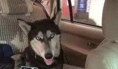 母狗吃瓜,揭秘狗狗的饮食习惯与趣味瞬间