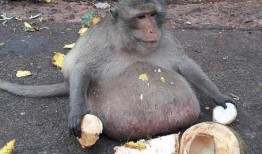 猴子吃瓜视频小崔,趣味横生演绎经典场景