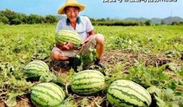 河北吃的什么瓜,河北特色瓜果美食之旅