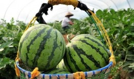 西瓜今天吃瓜了吗,吃瓜了吗？揭秘瓜界新鲜事