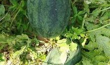 吃瓜活动方法,跟随吃瓜活动，解锁夏日清凉新姿势