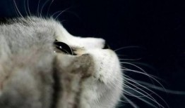 娱乐吃瓜君猫咪摇头,揭秘吃瓜君的萌态瞬间