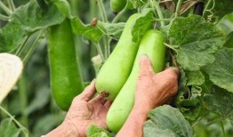 吃秋瓜乜好,秋季吃瓜的五大益处揭秘