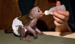 猴子吃瓜视频小崔,趣味横生演绎经典场景