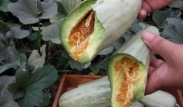 怀孕的人吃小白瓜,营养美味两不误的孕期佳品