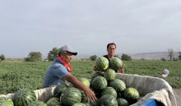 西藏吃瓜微信,揭秘当地特色美食与“吃瓜”文化