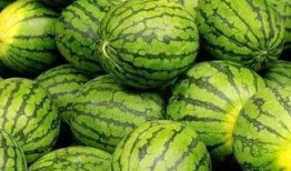 吃的瓜都是什么瓜,揭秘那些令人垂涎的瓜类美食