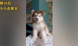 蝶瓜咋吃,蝶瓜的多样食用方法探索