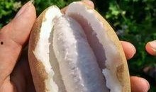 记忆吃瓜的小时候吃的瓜,那些儿时吃瓜的甜蜜时光