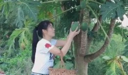 吃树瓜山歌,探寻民间音乐的绿色宝藏