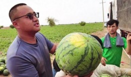 最新大漠瓜客吃瓜视频,揭秘瓜界风云，笑料百出！