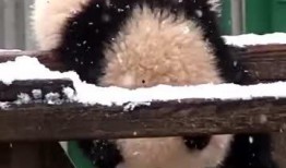 吃瓜小熊企鹅,吃瓜小熊企鹅的趣味生活揭秘